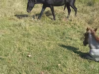 Жребец, New Altai Horse — снимка 3