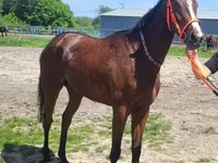 مادیان, Arabian horse — عکس 5