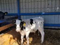Dibi, Russian Black pied cattle — sawirka 3