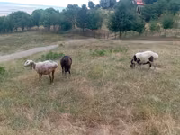 Ovce, Kazakh meat-wool sheep — foto 4