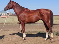 Pastuv, Thoroughbred horse — fotografija 5