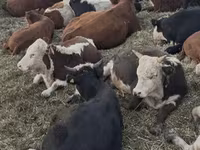 ხარი, Simmental cattle — ფოტო 3
