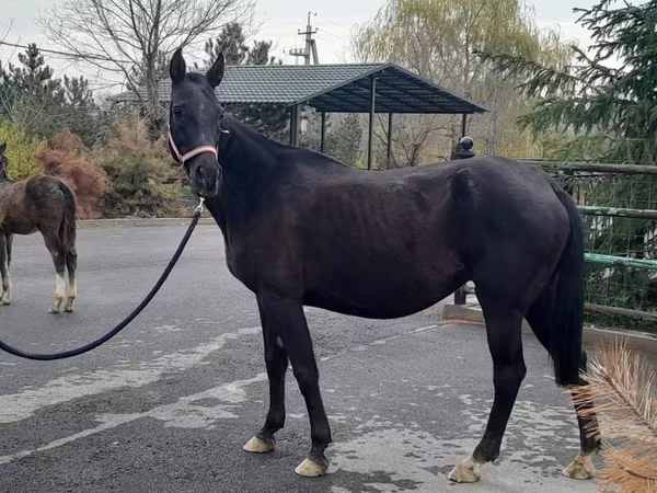 Klisna, Akhal-Teke