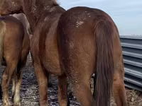 ม้าตัวผู้, Kustanai horse — รูปภาพ 2