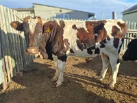 Tehén, Latvian Blue cattle — 8. fotó