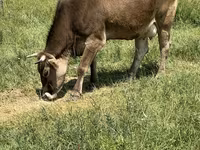 雌牛, Swiss cattle — 写真 3