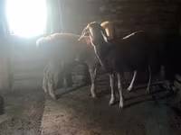 Овен, Arashan sheep — снимка 3