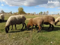 Biri-biri betina, Tsigai sheep — foto 2