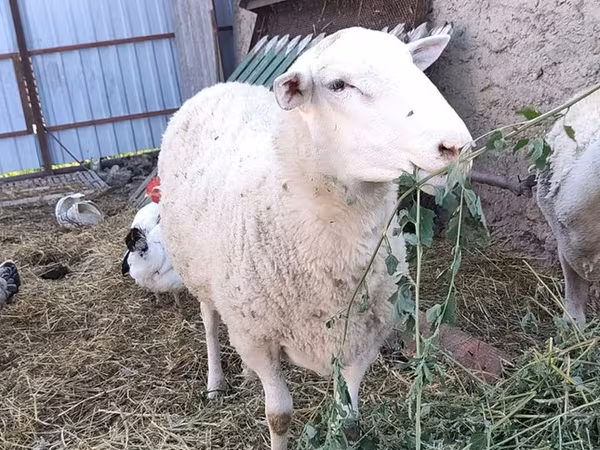 قوچ, Romanov sheep