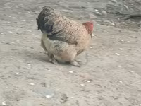 डर्बीशायर रेडकैप — फ़ोटो 5