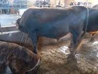 گاو نر, Simmental cattle — عکس 4