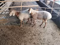 قوچ, Arashan sheep — عکس 3