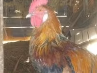 Chickens — foto 3