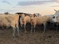 گاو و گوساله (گروه، جنسیت مشخص نشده), Swiss cattle — عکس 3