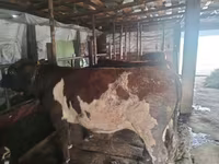 숫양, Tian-Shan semifinewool sheep — 사진 4