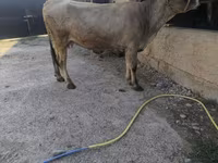 بقرة, Swiss cattle — الصورة 3