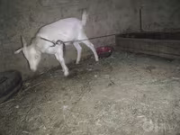 بز ماده, بز — عکس 5
