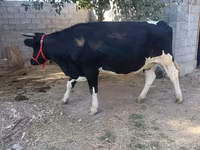 Koe, Holsteinras — foto 5