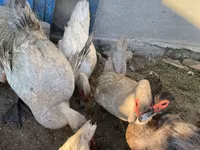 Ducks — الصورة 6