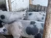 Porci (lot, sex nespecificat), Porci — foto 3