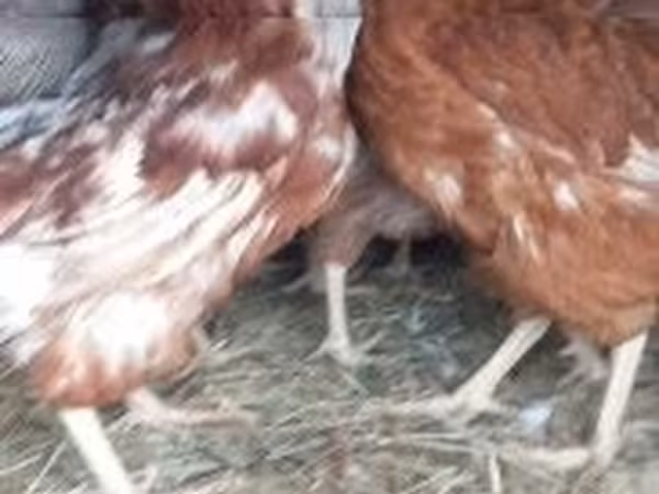 Danish hen — Hungary