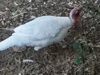 Turkeys — عکس 5