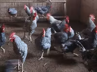 Chickens — عکس 1