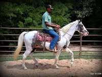 Kůň, National Show Horse — foto 6