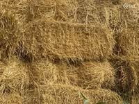 Գարու տուկեր սալոմ — ፎቶ 2
