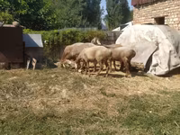Kambing betina, Arashan sheep — foto 2