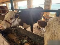 วัวตัวเมีย, Simmental cattle — รูปภาพ 8