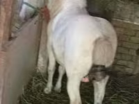 Cavallo, Cavalli — foto 2
