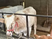 गाय, Simmental cattle — फ़ोटो 2
