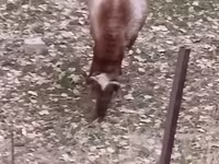 Beran, Hissar sheep — foto 5