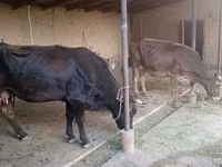 பசு, Swiss cattle — புகைப்படம் 1