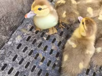 Ducks — عکس 5