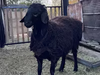 Beran, Hissar sheep — foto 4