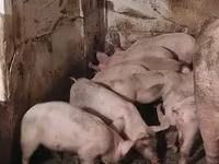 Babi betina, Pigs — foto 3