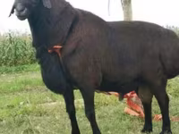 Beran, Rhon sheep — foto 5