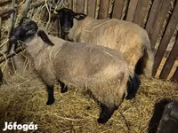 قوچ, White Suffolk sheep — عکس 3