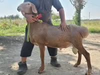 Kambing jantan, Arashan sheep — foto 1