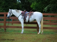 Stute, Quarter Horse — Foto 2
