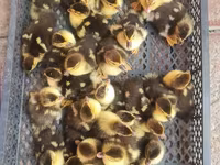 Ducks — foto 5