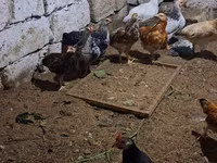 Chickens — Foto 5