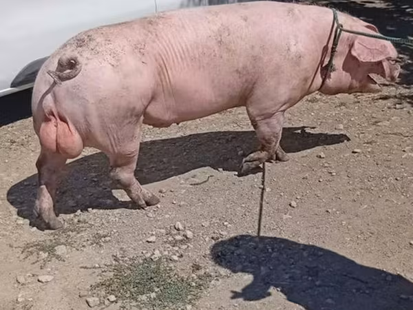 नर सूअर,  — मॉल्डोवा