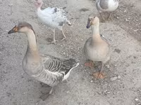 Geese — عکس 5