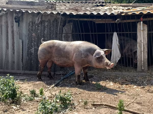 Boar,  — Moldova