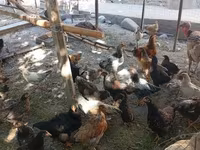 Chickens — foto 1