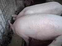 Babi (lot, jantina tidak dinyatakan), Крупная белая — foto 1
