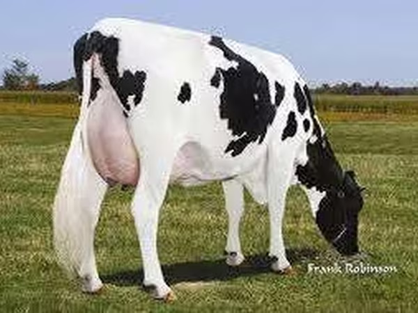 Bull, Holstein breed — Poland